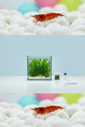 ShrimpCube™