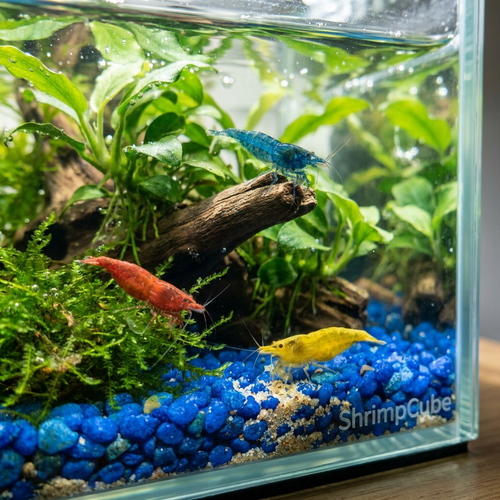 Shrimp Cube™