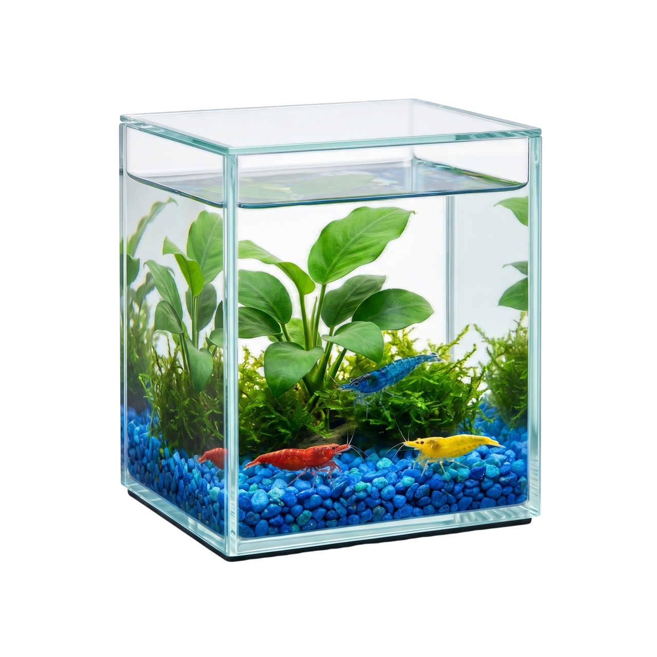Shrimp Cube™
