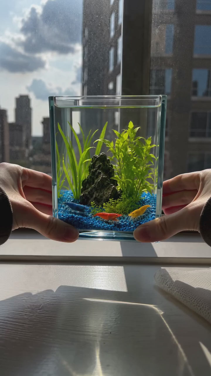 ShrimpCube™